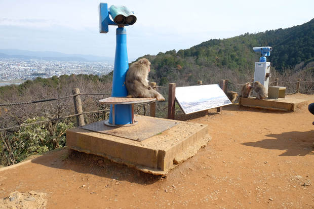 /assets/2015/kyoto-arashiyama-monkey-park/img-3012.jpg