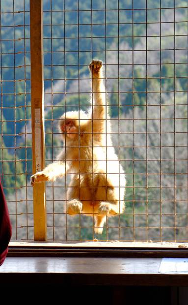 /assets/2015/kyoto-arashiyama-monkey-park/img-3063-e1430615736514.jpg